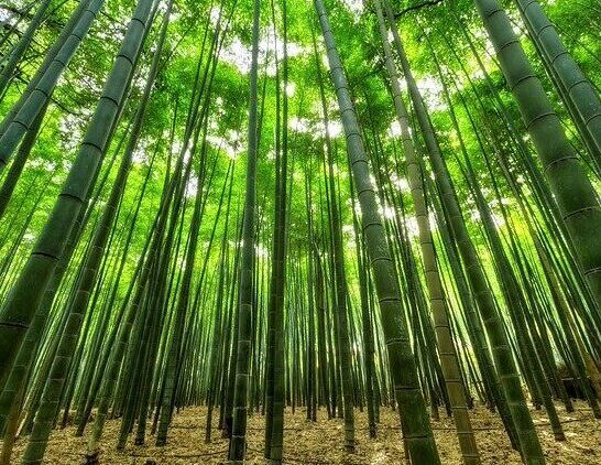 bosque de caÃ±as de bambÃº