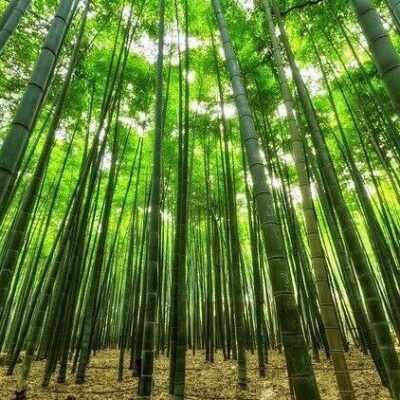 bosque de caÃ±as de bambÃº