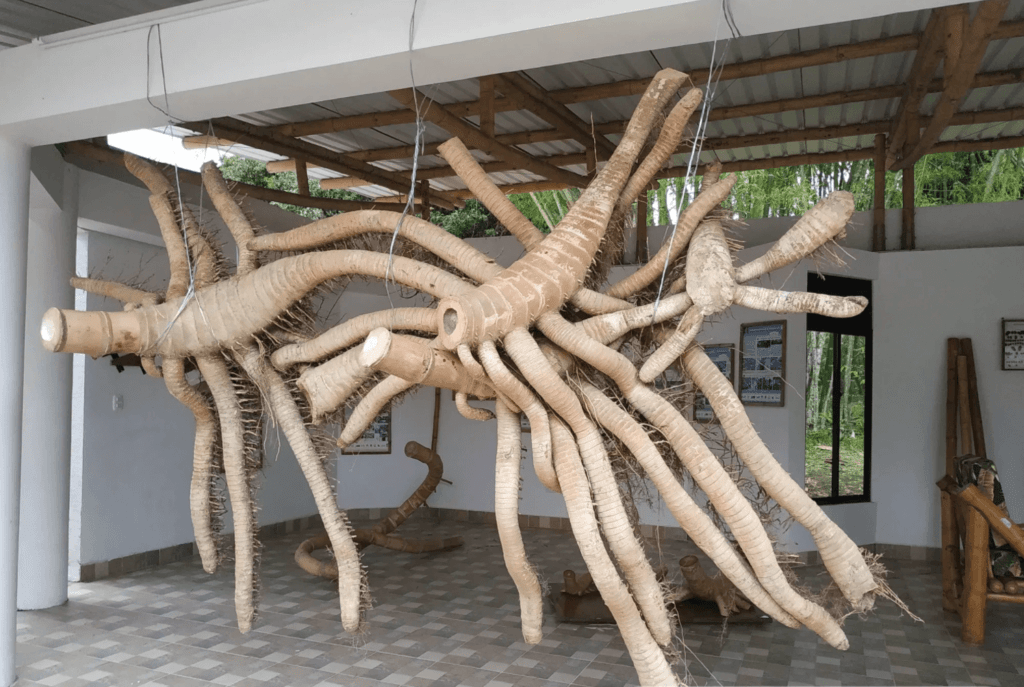 Las raíces del bambú con sus rizomas