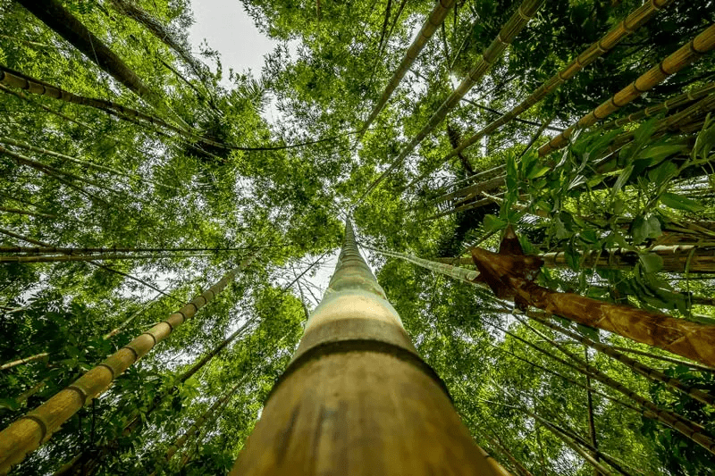 bambu alto