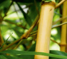 bambu amarillo