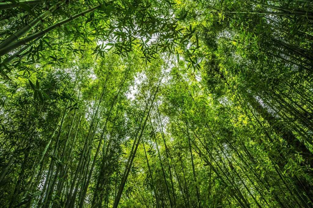 crecimiento del bambú